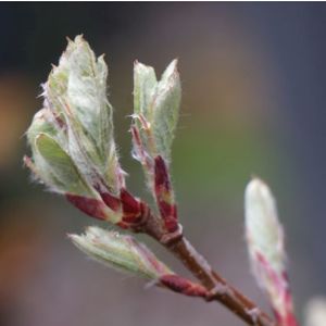 Saskatoon Amelanchier alnifolia 'Smokey' 7L