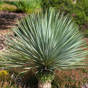 Yucca rostrata 7.5L