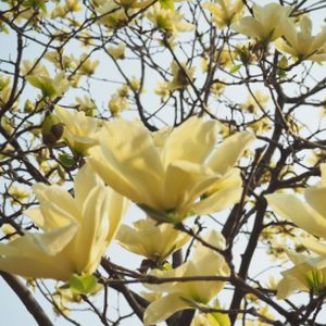 Magnolia 'Honey Tulip' 50L