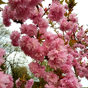 Prunus 'Asano' (TW45) Patio 11.5L