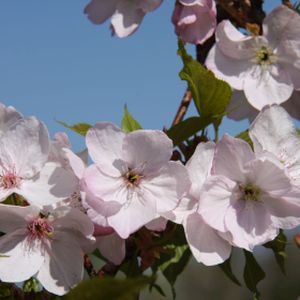 Prunus 'Mikuruma-gaeshi' 12L