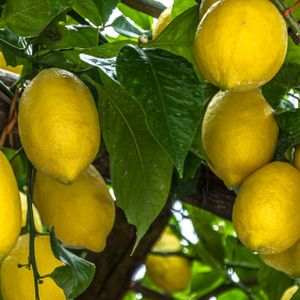 Lemon Citrus limon 1/4 Std (24cm Pot)