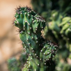 Cactus Cereus peruvianus (10cm Pot)