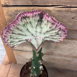 Euphorbia trigona (6cm Pot)