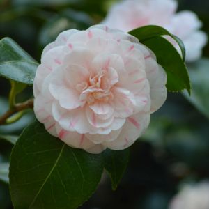 Camellia japonica 'Marguerite Gouillon' 3L