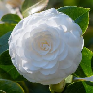 Camellia japonica 'Mathotiana Alba' 3L