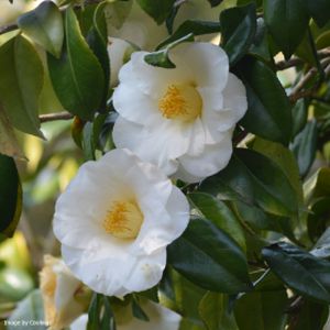 Camellia japonica 'Sea Foam' 3L