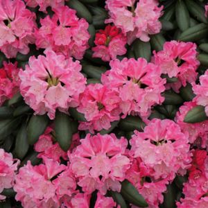 Rhododendron 'Kalinka' (Yak. Hybrid) 10L