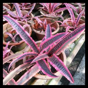 Cryptanthus bivittatus 'Super Pink' (6cm Pot)