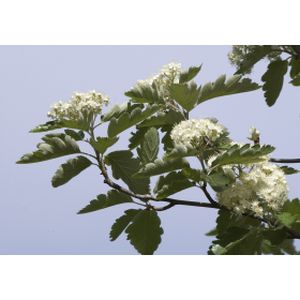 Sorbus intermedia 'Brouwers' (8-10cm) 35L