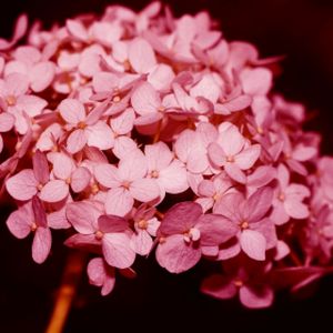 Hydrangea arborescens Pink Annabelle 7.5L
