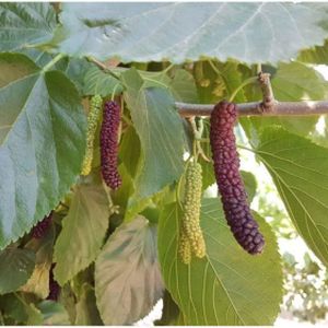 Mulberry Morus 'Giant Fruit' 4L