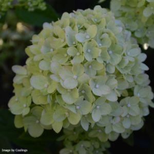 Hydrangea paniculata 'Little Lime' 7.5L