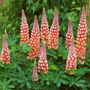 Lupinus West Country 'Salmon Star' 5L