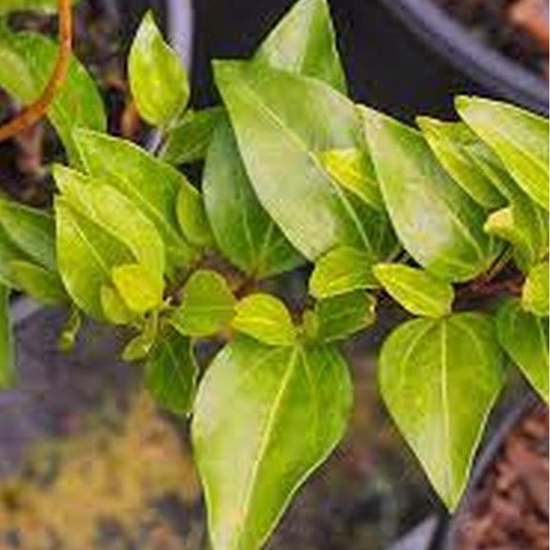 Griselinia ruscifolia 3L