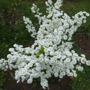 Spiraea prunifolia 'Plena' 3L