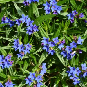 Lithospermum 'Heavenly Blue' (9cm Pot)