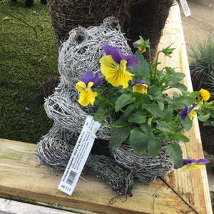 Planted Arrangement - Silver Frog With Planting Area