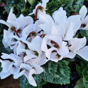 Cyclamen hederifolium White (AGM) (9cm