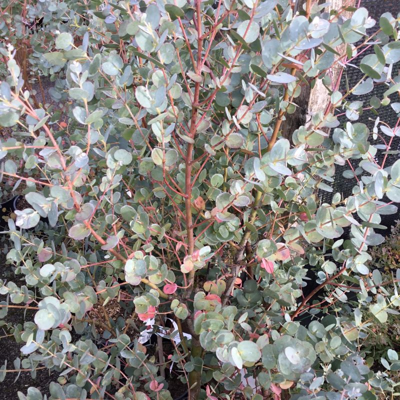 Eucalyptus gunnii 'Azura' 5L