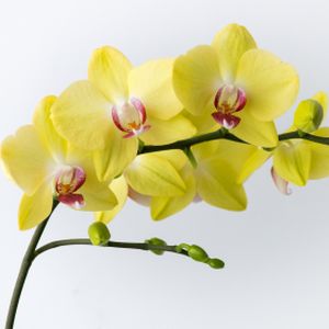 Orchid Phalaenopsis 'Miraflore' (12cm Pot) (2 Spk)