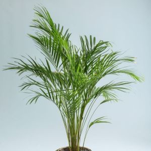 Areca Palm Dypsis lutescens (AGM) (12cm Pot)