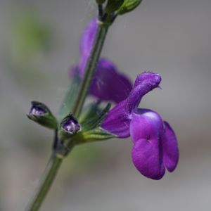Salvia lycioides 2L