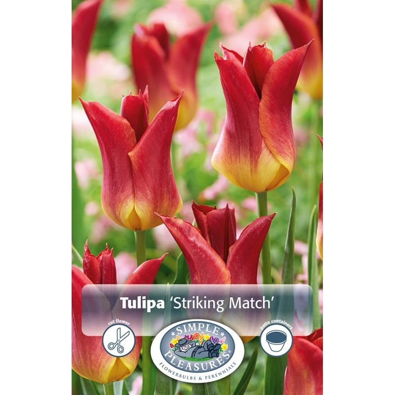 Simple Tulipa Lily Flwr Striking Match
