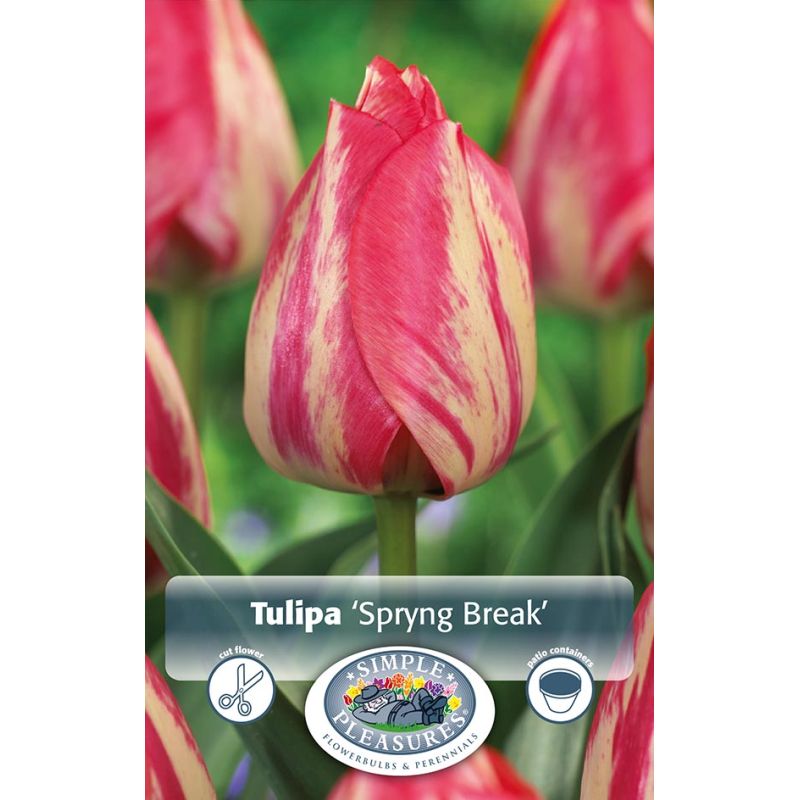 Simple Tulipa Triumph Spryng Break