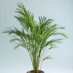 Areca Palm Dypsis lutescens (AGM) (6cm Pot)