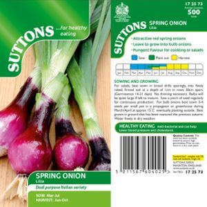 Suttons Onion (spring)  - Lilia