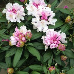 Rhododendron 'Hoppy' (Yak. Hybrid) Planter 15L