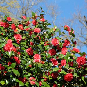 Camellia japonica 'Lady Campbell' 4L