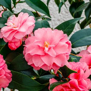 Camellia 'Spring Festival' (AGM) 4L