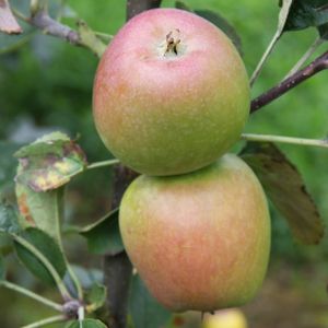 Apple Malus 'Hidden Rose' (AGM) (M26) Bush 12L