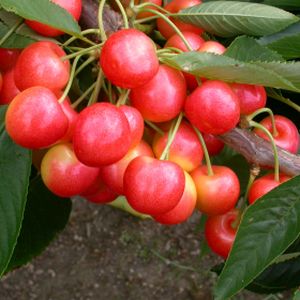 Cherry Prunus 'Stardust' (Colt) Bush 12L