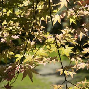 Acer palmatum 'Chishio Improved' 3L