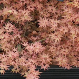 Acer palmatum 'Chishio' 3L