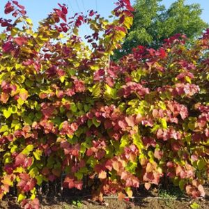 Cercis canadensis 'Eternal Flame' 35L