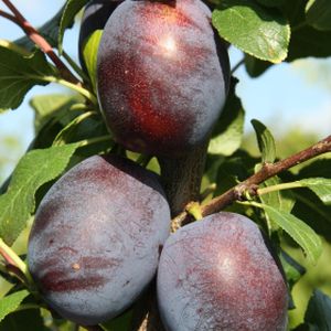 Plum Prunus 'Haganta' (AGM) (SJA) Bush 12L