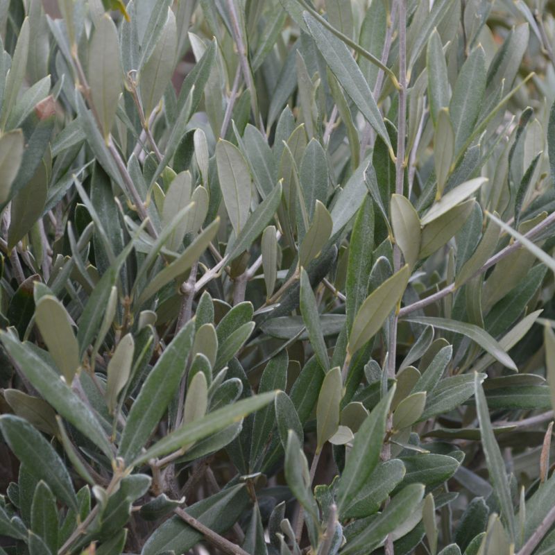 Olive Olea europaea (On Stem) 1/4 Std