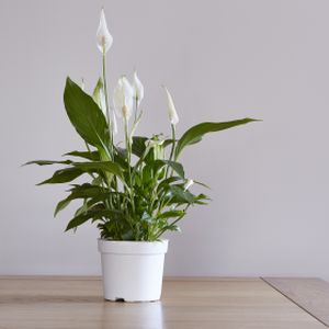 Peace Lily Spathiphyllum 'Chopin' (6.5cm Pot)