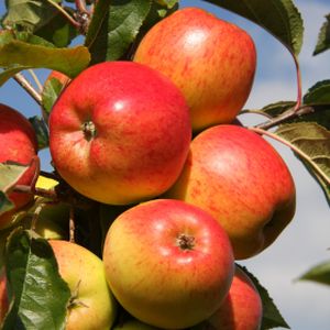 Apple Malus 'Christmas Pippin' (M27) Step-over 12L