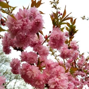 Prunus 'Asano' 12L