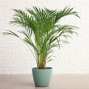 Areca Palm Dypsis lutescens (AGM) (17cm Pot)