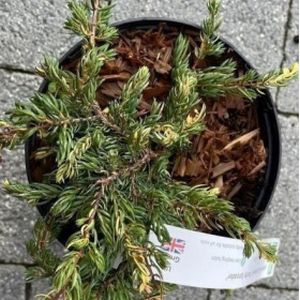 Juniperus communis 'Spotty Spreader' 1L