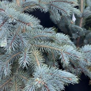 Picea pungens 'Baby Blue Eyes' 7L