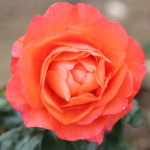 Rosa 'For You With Love' (Standard) 10L