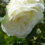 Rosa 'Special Silver 25th' (Standard) 10