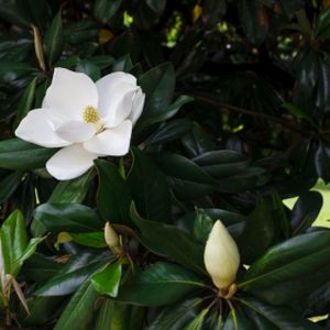 Magnolia grandiflora 15L